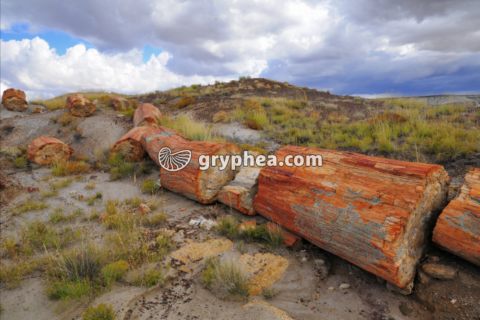 Petrified tree Tronc pétrifié (Petrified Forest National Park, USA, Arizona) - gryphea.org